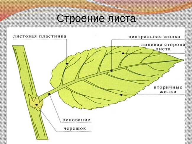 Внутренняя структура листа березы: