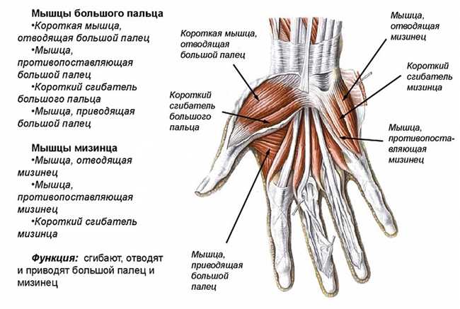 Структура и названия пальцев на руках