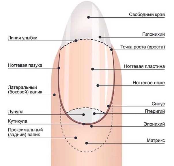 5. Мизинец