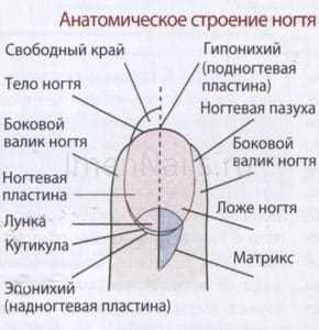 Анатомия и названия пальцев на руках: их названия и функции