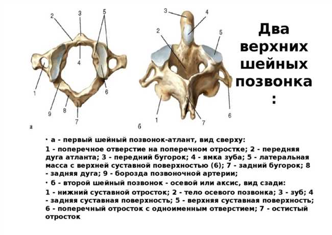 Функции 7-го шейного позвонка