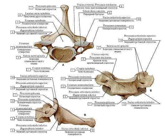 Расположение 7-го шейного позвонка