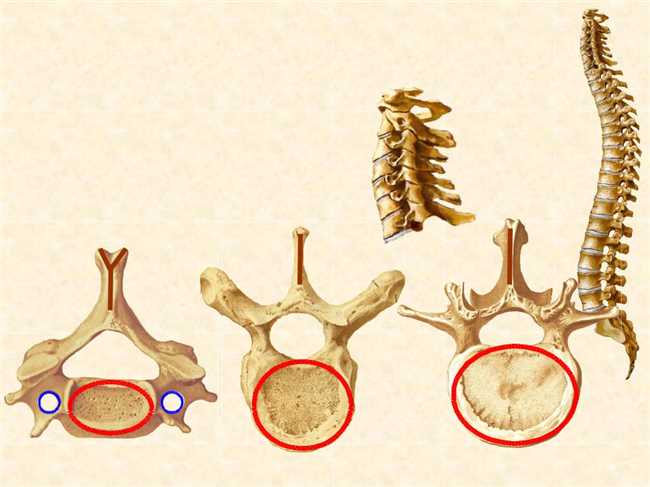 Анатомия и особенности 7-го шейного позвонка: его расположение и функции