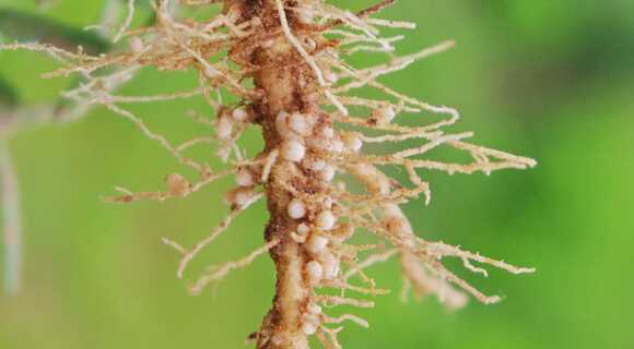 Взаимодействие вещества с бактериями Rhizobium