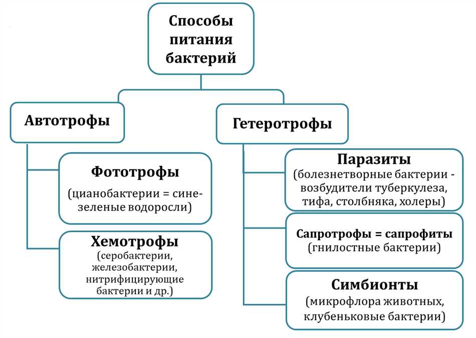 Разложение органического материала