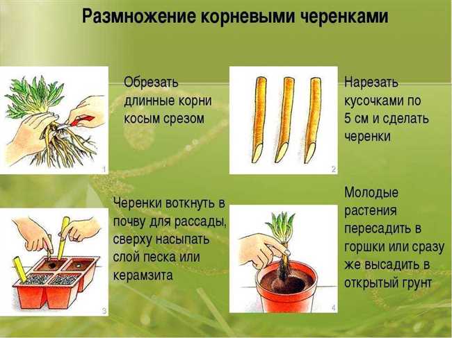 Сравнение корневых, листовых и стеблевых черенков