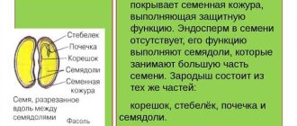 Влияние семенной кожуры на растение: что образуется из нее и почему?