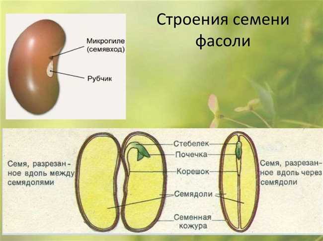 Что из семенной кожуры образуется и почему?