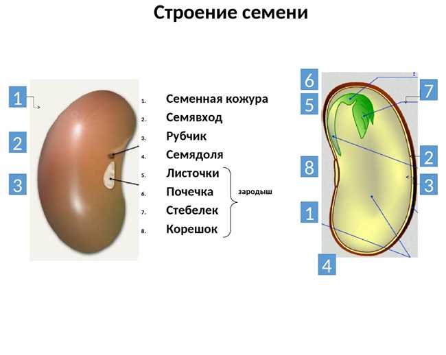 Защитные функции семенной кожуры