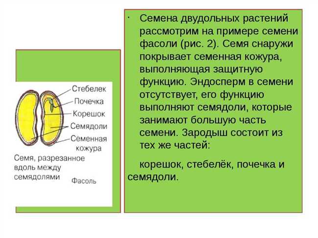 Что из семенной кожуры образуется и почему? | Влияние семенной кожуры на растение