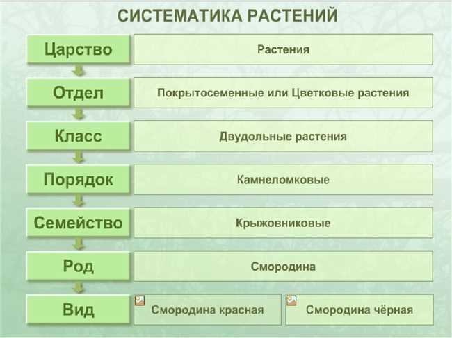 Что такое актиниды и каковы их основные представители?