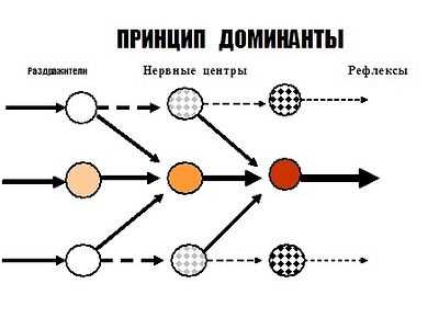 Понятие доминанта