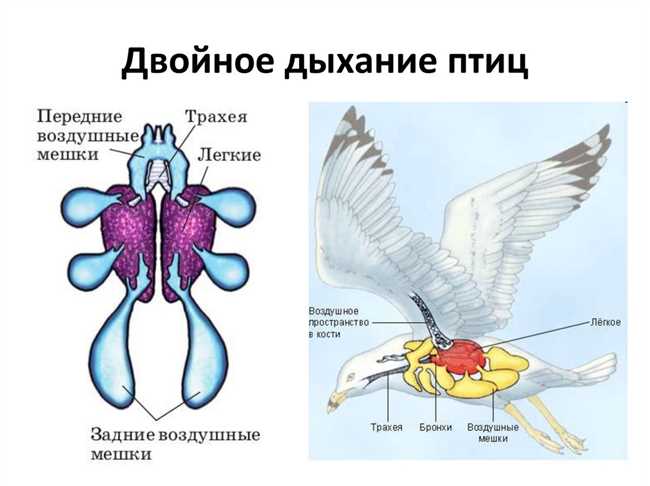 Преимущества двойного дыхания у птиц