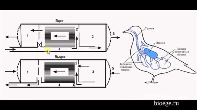 Что такое двойное дыхание у птиц: особенности и функции