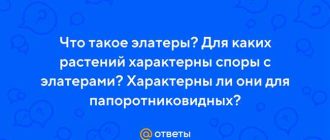 Что такое элатеры и для каких растений они характерны: виды и значение в жизни папоротниковидных