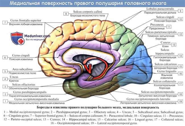 Особенности строения извилин