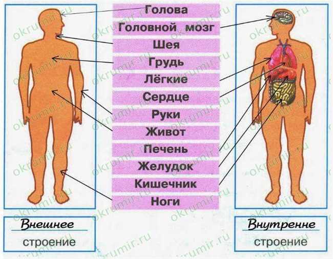 Что такое лытка?