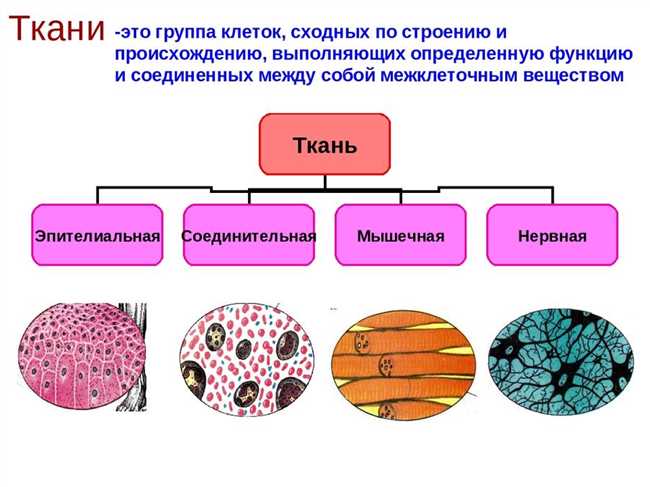 Признаки и проявления синефилии