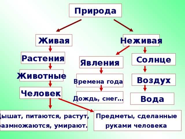 Дерево: живая или неживая природа? Дается однозначный ответ