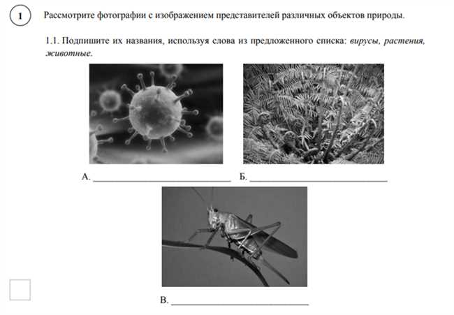 Эффективные стратегии ответов на вопросы по объектам природы на ВПР Биологии 5 класса: советы и рекомендации