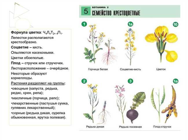 1. Яркий и привлекательный цвет