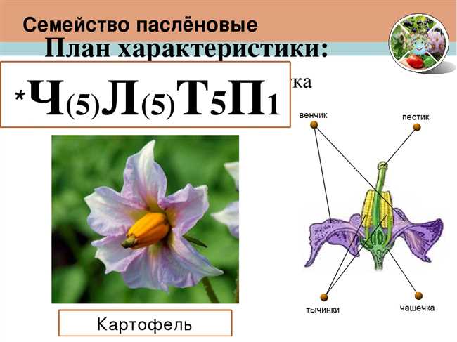 Влияние формулы цветка на семейство паслёновых