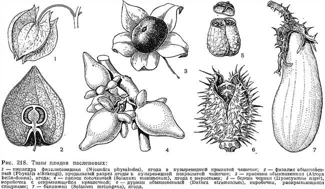 Формула цветка у семейства паслёновых: особенности и разновидности