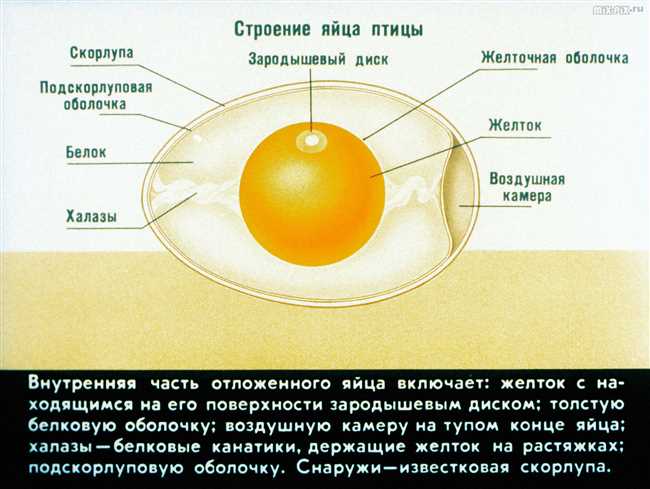 Структура и состав желтка