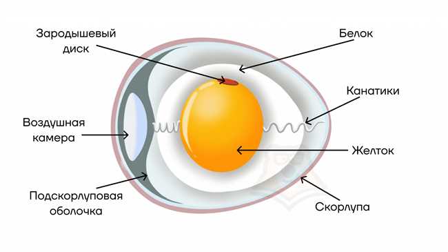 Питательные вещества для эмбриона