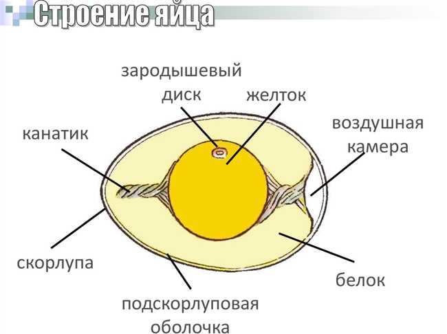 Функция желтка и канатиков в птичьем яйце: основная информация и практическое применение