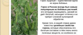 Как и где процветает горох: условия выращивания и обитания