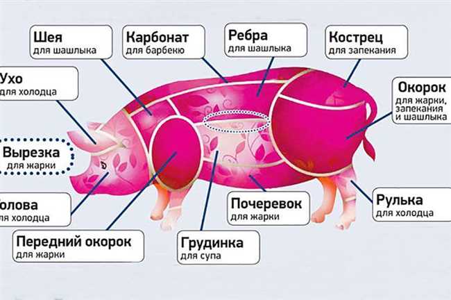 Локализация вырезки свинины на тушке