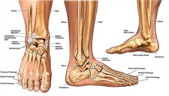 Где находится щиколотка на ноге и что это за часть тела: полезная информация