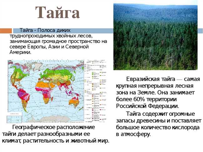 Где находится тайга: расположение и страны сибирской тайги