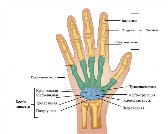 3. Учимся различать пальцы