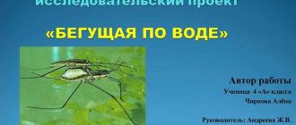 Уникальный мост построен по принципу насекомого водомерки: обзор