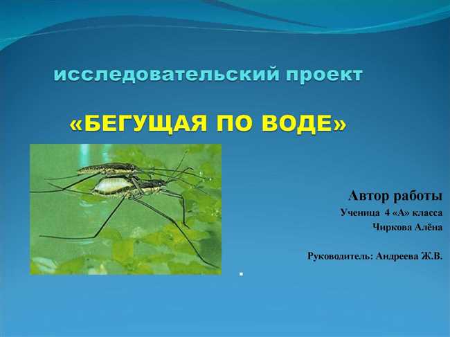 Где построили мост по принципу насекомого водомерки? Что это за мост?