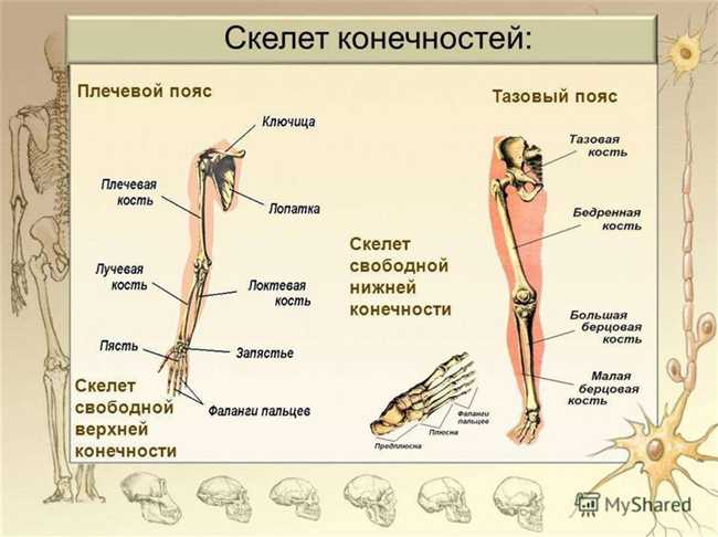 Структура голени