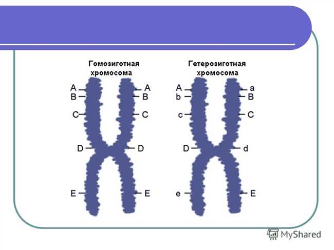 Гомозиготные и гетерозиготные организмы: разница и примеры