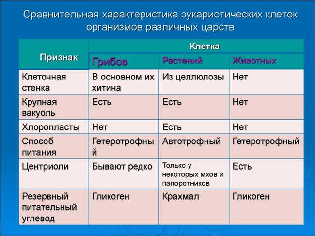 Грибы и бактерии: основные отличия и сходства