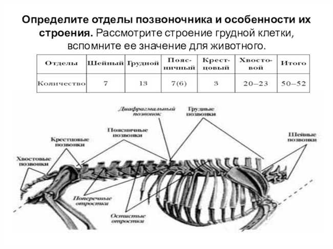 Наиболее развитые грудные клетки у млекопитающих