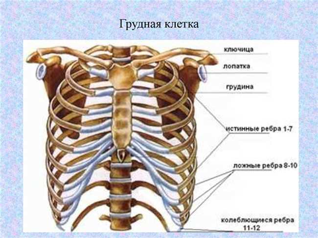 Примятые у других видов животных