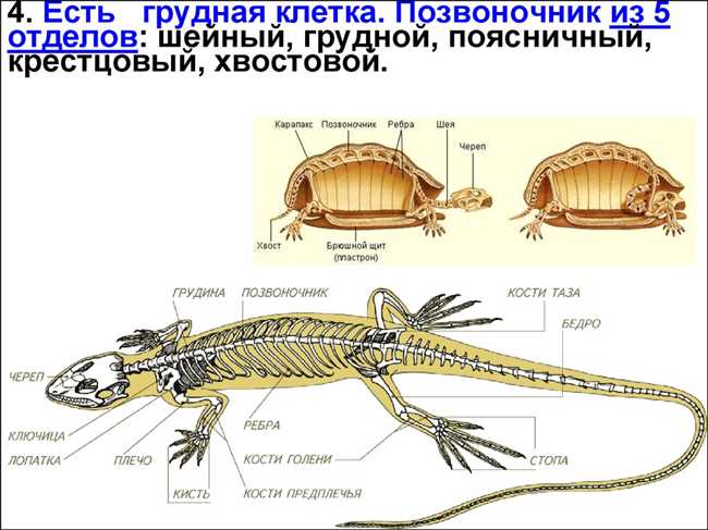 Эволюция грудной клетки