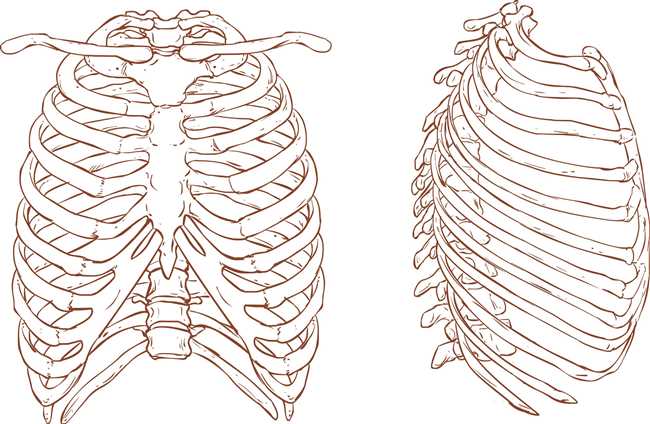 Грудная клетка: история и ее появление у различных видов животных