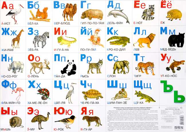 Интересные факты: животные, название которых начинается на букву И