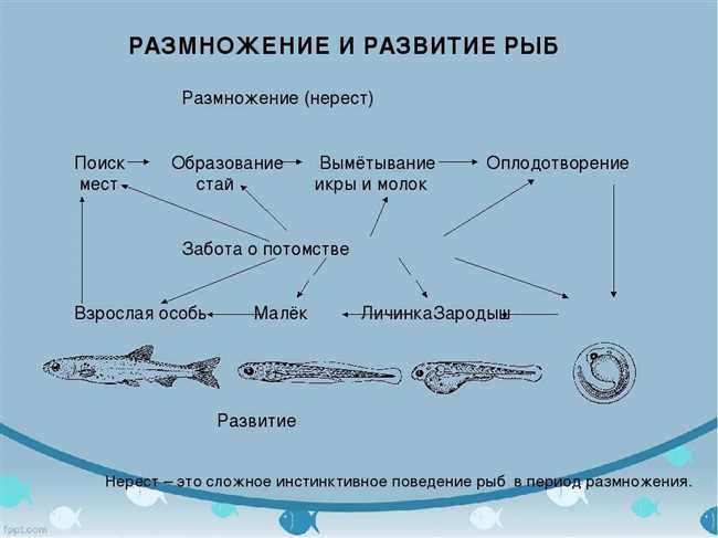 Как киты размножаются: способы, особенности и сроки размножения