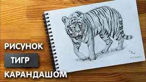 Как нарисовать амурского тигра карандашом поэтапно: подробная инструкция