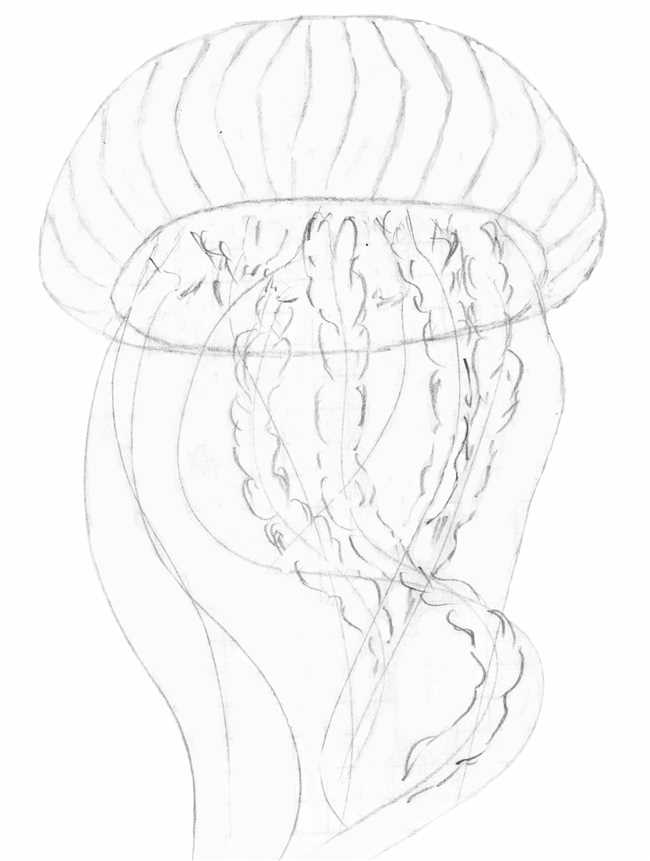 Шаг 2: Наброски карандашом основной формы медузы