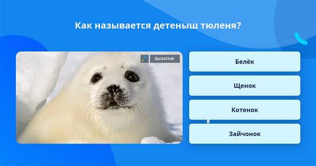 Как называется детеныш тюленя: узнайте название и интересные факты