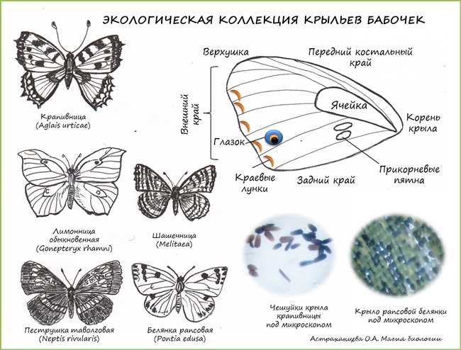 Определение коллекции бабочек